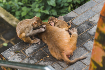 Group of monkeys at the Swayambhunath temple, stock photo