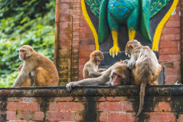 Group of monkeys at the Swayambhunath temple, stock photo