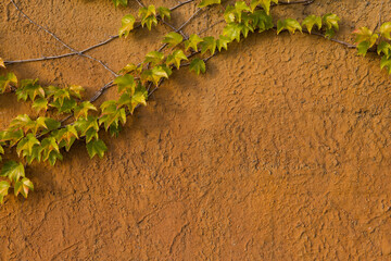 Ivy growing against a old, textured yellow wall. © MAXSHOT_PL
