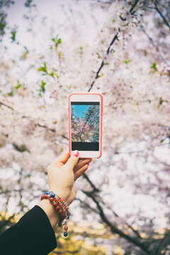 smartphone cherry blossom