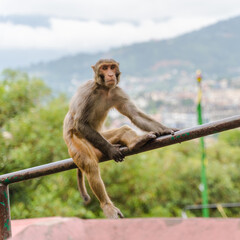 Monkey at the Swayambhunath temple, stock photo