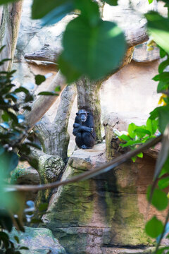 Solitary chimpanzee sitting on the rock