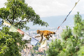 Monkey at the Swayambhunath temple, stock photo