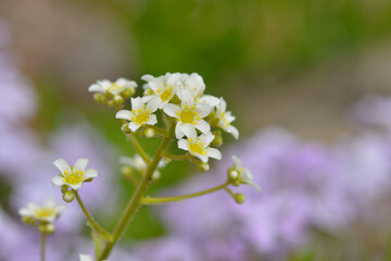 Blüte des Silberrosetten-Steinbrech