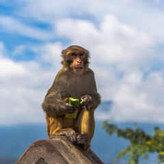 Naklejka premium Monkey at the Swayambhunath temple, stock photo