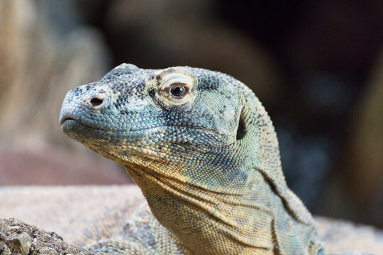 Komodo Dragon