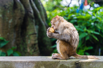 Naklejka na ściany i meble Baby monkey at the Swayambhunath temple, stock photo