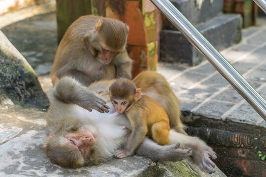 Baby monkey at the Swayambhunath temple, stock photo