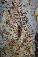 Abstract pattern of brown squiggly lines against a light grey and cream coloured background on the trunk of an Australian scribbly gum tree.