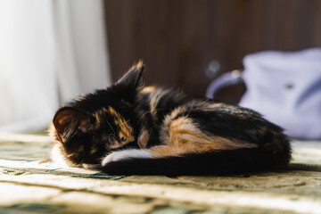 Beautiful short hair kitten sleeping on the bed at home. Stock photo.