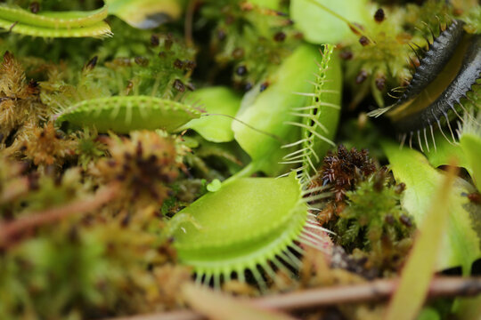 Venus Fly Trap Plants In A Mossy Wetland