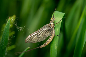 bug on a leaf