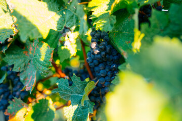 Bunch of ripe grapes on vine with blurred background and copy space. In the morning vineyard.