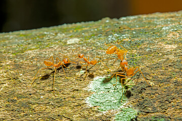 Red ants are helping bring the dead ant back to its nest.