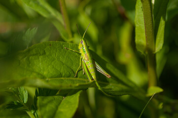 Small Gold Grasshopper Smaragdzöld sáska (Euthystira brachyptera)