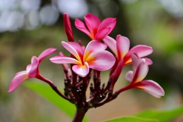 Fleur de Frangipanier - Ile Maurice