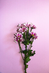 blooming sprigs of chrysanthemum on pink background.