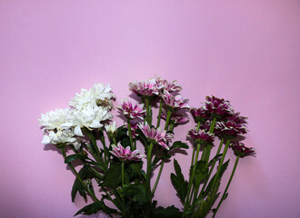 blooming sprigs of chrysanthemum on pink background.