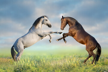 Bay and white horses rearimg up on meadow