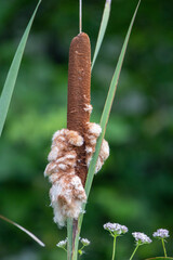 Cattails Starting to Seed