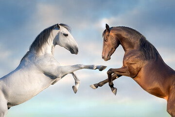 Naklejka na ściany i meble Two horse rearing up close up against blue sky