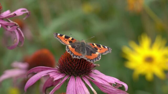 Painted Lady butterfly (Vanessa cardui) feeding on a decaying purple echinacea flower plant with wings outstretched video footage clip