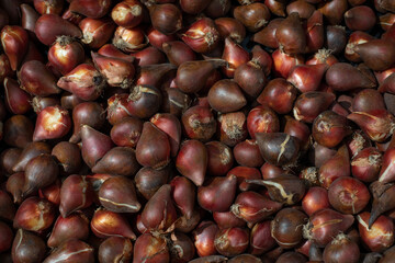 Dark red tulip bulbs of dark varieties. Breeding Dutch tulips in the garden. Burgundy flower bulb ready to plant
