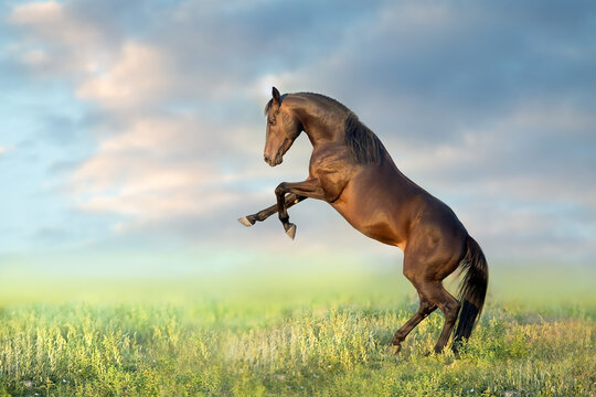 Bay stallion rearing up on green meadow against blue sky