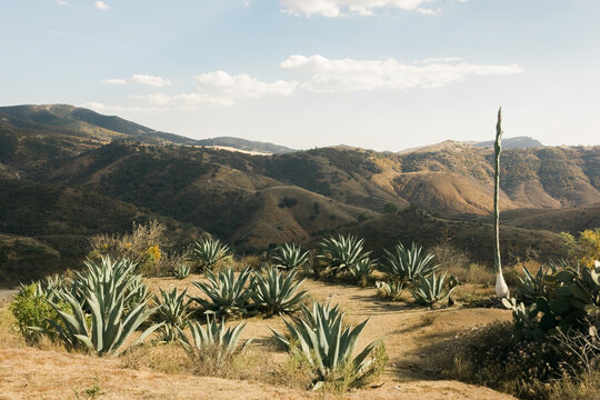 Field of wild growing agave plants in the Mexican Mountains