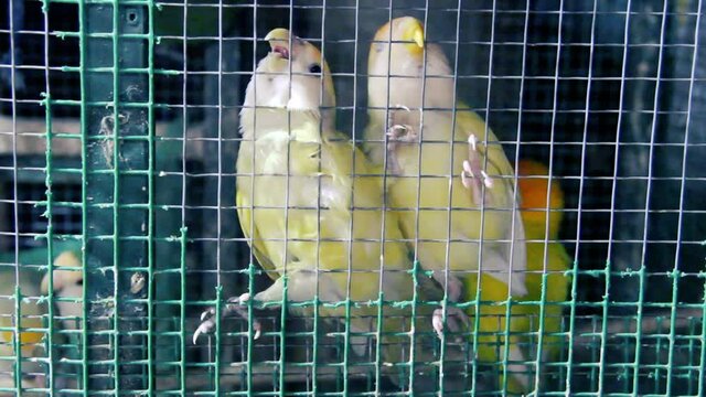 Parrots in a cage for sale in the Sri Lanka bird market. Ceylon Lorikeet
