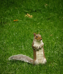 Squirrel standing on its back legs in a park looking out for danger