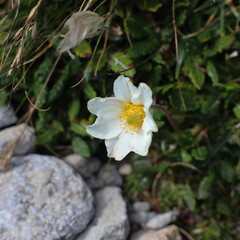 Weiße Bergblume vor dunklem Hintergrund in der Sonne