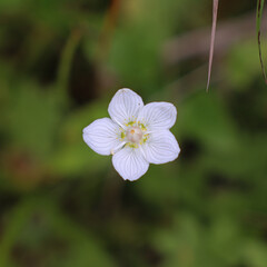 Weiße Bergblume vor dunklem Hintergrund in der Sonne