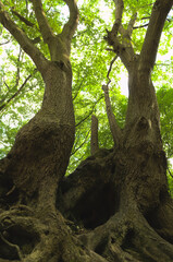 Fototapeta premium old trees in forest