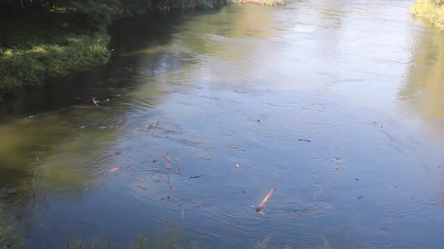Whirlpool on small forest river. In this place there is hole (vortex cavity) and fish accumulates, eating including plant remains brought by current. Small rivers (rivulet) of South Asia
