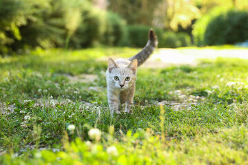 brown kitten walking on grass outdoor in summer