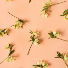 Yellow hellebore flowers pattern on pink background. Flat lay, top view floral festive holiday texture