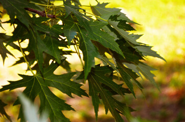 beautiful green maple leaves on a tree on a grass overhang