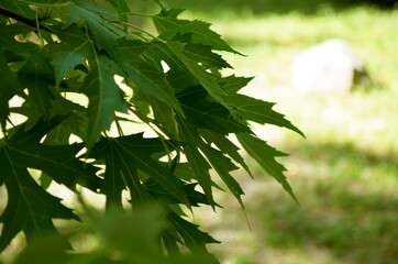 beautiful green maple leaves on a tree on a grass overhang
