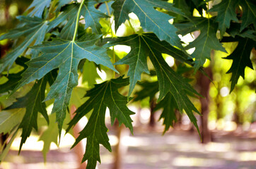 beautiful green maple leaves on a tree on a grass overhang