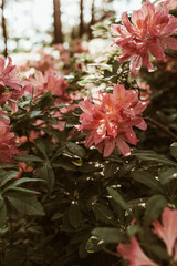 Closeup of beautiful pink rhododendron flowers bloom bush. Summer floral foliage composition