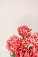 Closeup of beautiful pink peony tulip flowers bouquet in on white background. Floral composition with copy space