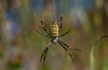 wasp spider  (Argiope bruennichi)darázspók