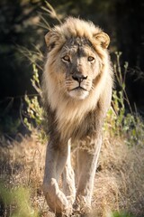 Male Lion