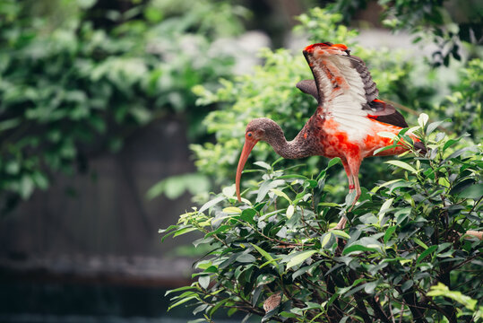 Scarlet ibis