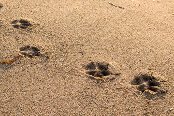 Huellas de perro arena