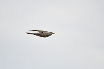 Kuckuck (Cuculus canorus) im Flug	