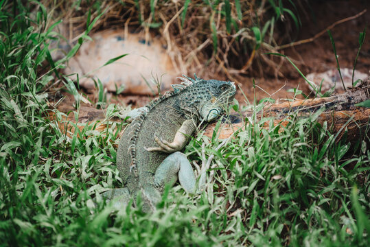 Gren Iguana lizard