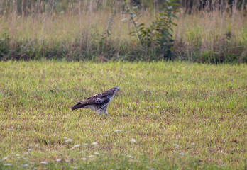 Red Tailed Hawk With Prey