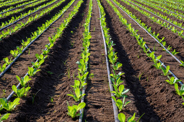 Obraz premium Irrigation system on lettuce green salad fields in hot climate, Lazio, Italy